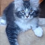Uslada-female-maine-Coon-cat-puppy-for-sale-1 (2)