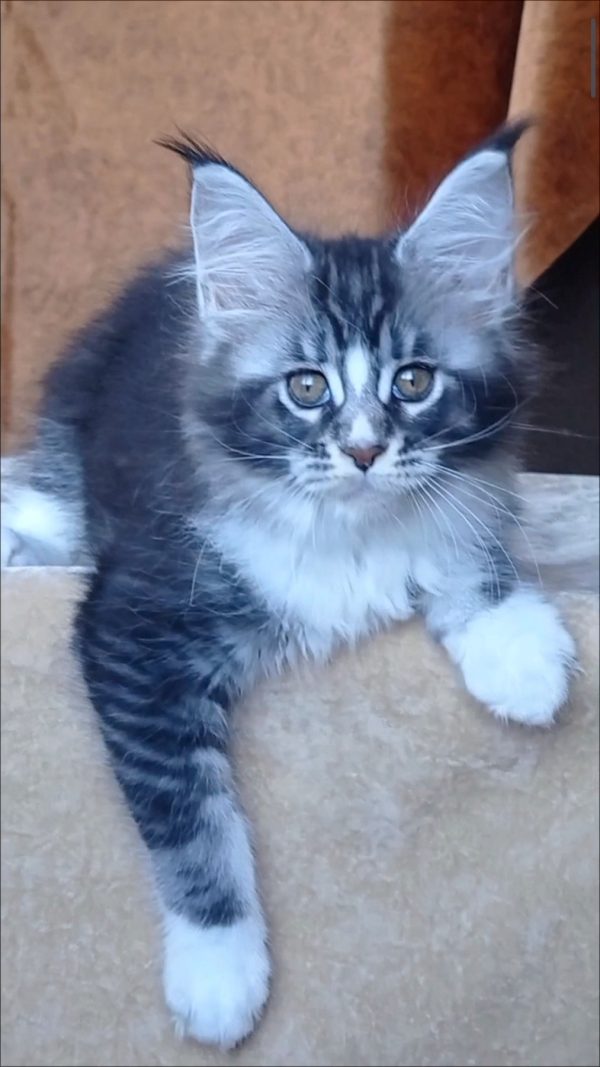 Uslada Maine Coon