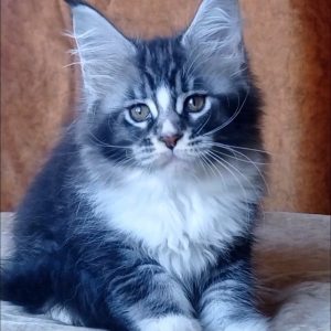 Uslada Maine Coon