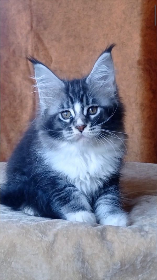 Uslada Maine Coon
