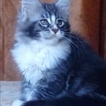 Uslada-female-maine-Coon-cat-puppy-for-sale-1 (4)