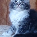 Uslada-female-maine-Coon-cat-puppy-for-sale-1 (5)