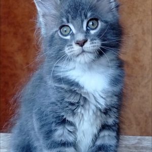 Vanessa Maine Coon