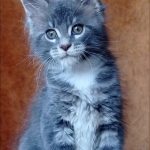 Vanessa-female-maine-Coon-cat-puppy-for-sale-1 (2)