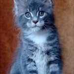 Godwin Maine Coon