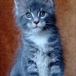 Vanessa Maine Coon