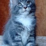 Vanessa-female-maine-Coon-cat-puppy-for-sale-1 (4)
