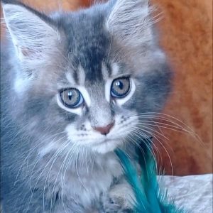 Vivien Maine Coon