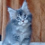 Vivien-female-maine-Coon-cat-puppy-for-sale-1 (2)