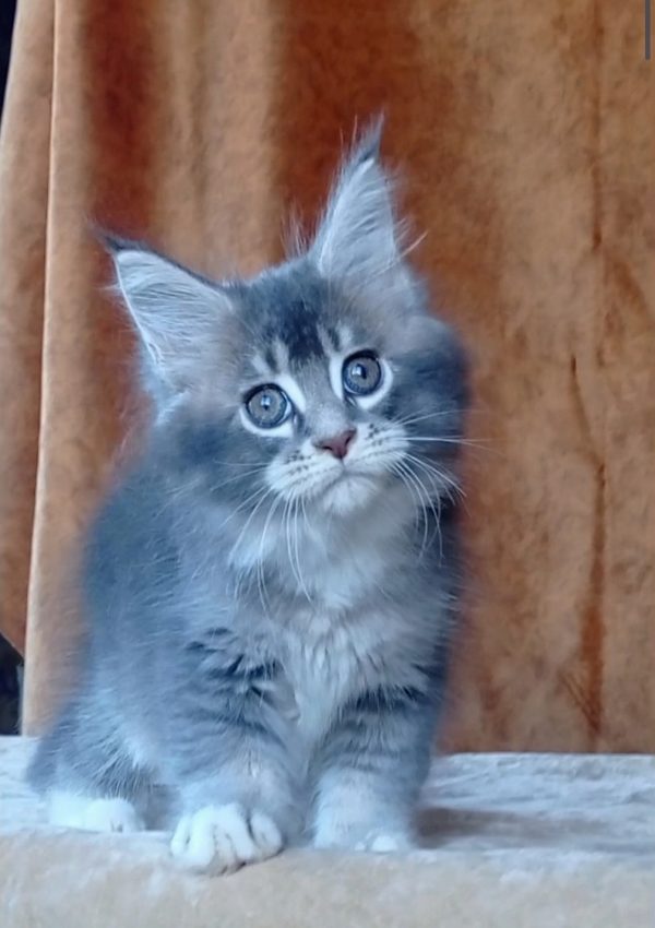 Vivien Maine Coon