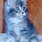 Vivien-female-maine-Coon-cat-puppy-for-sale-1 (3)