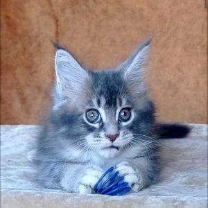 Vivien Maine Coon