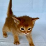 Wilson -male-Somali-cat-puppy-for-sale- (1)