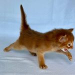 Wilson -male-Somali-cat-puppy-for-sale- (3)