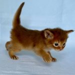 Wilson -male-Somali-cat-puppy-for-sale- (4)