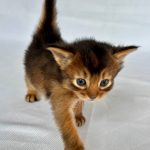 Wolf-male-Somali-cat-puppy-for-sale-1 (1)