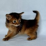 Wolf-male-Somali-cat-puppy-for-sale-1 (2)