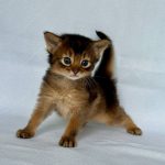 Wolf-male-Somali-cat-puppy-for-sale-1 (3)