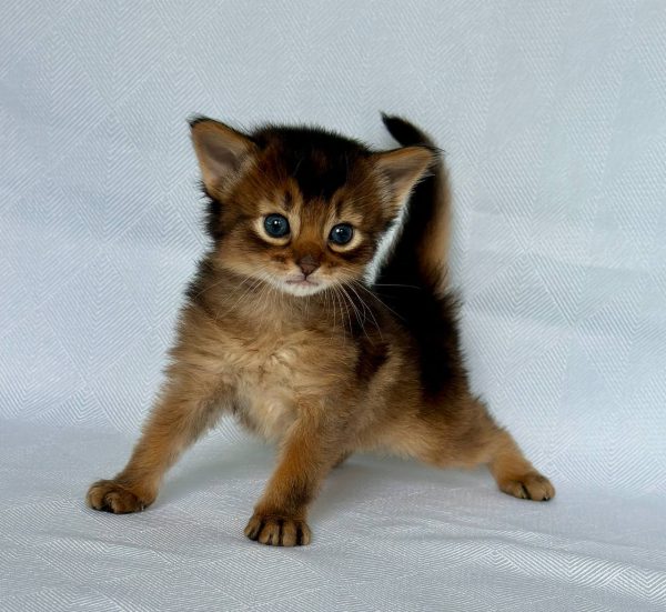 Wolf Somali
