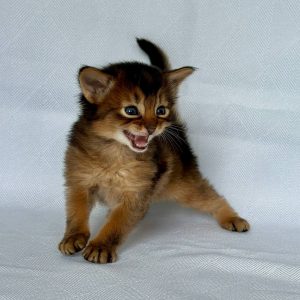 Wolf Somali
