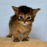 Wyla-female-Somali-cat-puppy-for-sale-1 (1)