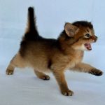 Wyla-female-Somali-cat-puppy-for-sale-1 (2)