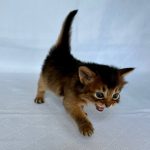 Wyla-female-Somali-cat-puppy-for-sale-1 (3)
