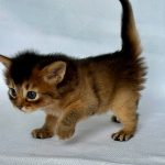 Wyla-female-Somali-cat-puppy-for-sale-1 (4)