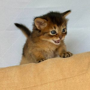 Wyla Somali