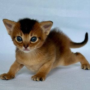 Zephyr Abyssinian
