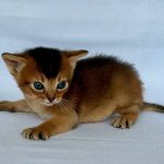 Zephyr-male-Abyssinian-cat-puppy-for-sale-1 (2)