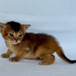 Zephyr-male-Abyssinian-cat-puppy-for-sale-1 (3)