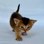 Zevs Abyssinian