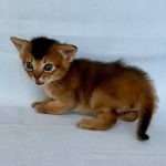 Zephyr-male-Abyssinian-cat-puppy-for-sale-1 (5)