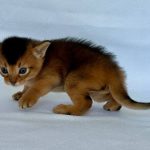 Zevs-male-Abyssinian-cat-puppy-for-sale-1 (1)