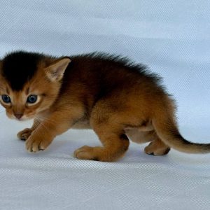 Zevs Abyssinian