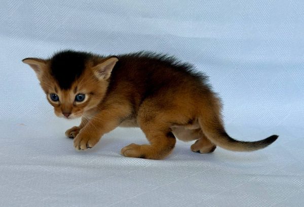 Zevs Abyssinian