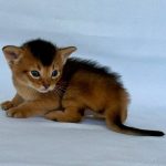 Zevs-male-Abyssinian-cat-puppy-for-sale-1 (2)