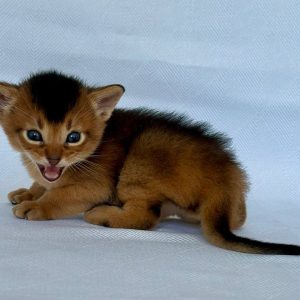 Zevs Abyssinian