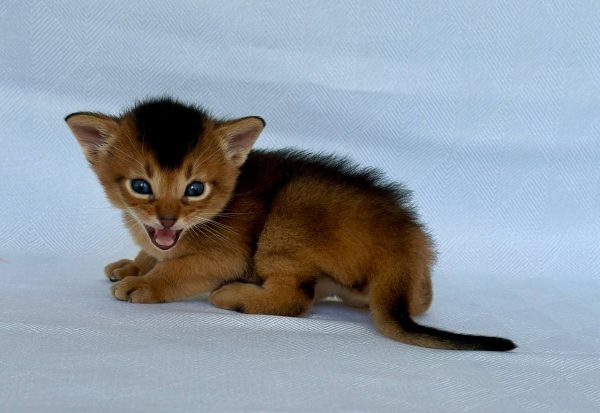 Zevs Abyssinian