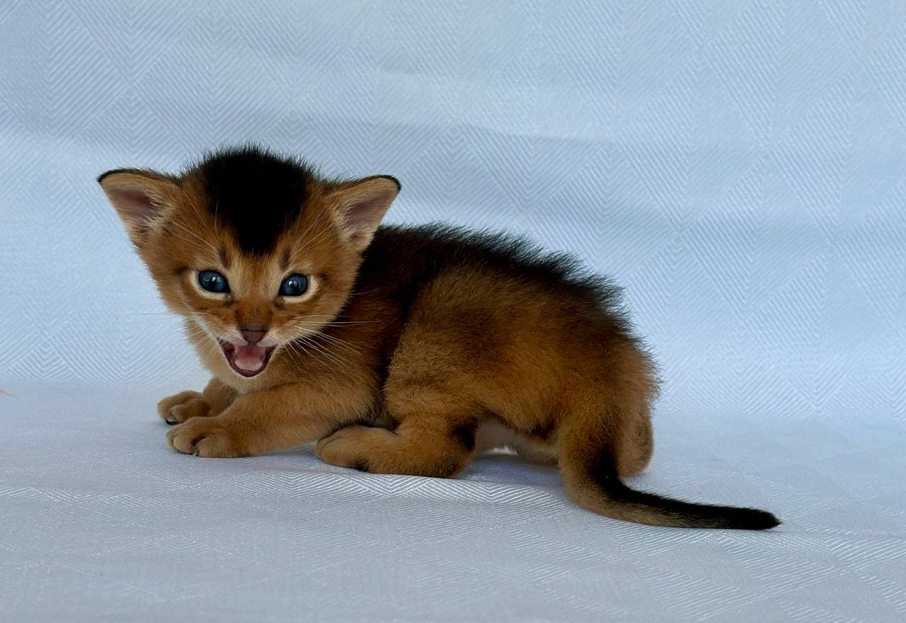 Zevs Abyssinian