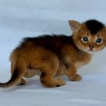 Zevs-male-Abyssinian-cat-puppy-for-sale-1 (4)