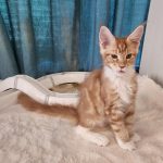 Gabos-male-main-coon-cat-puppy-for-sale-1 (1)