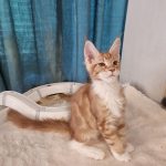 Gabos-male-main-coon-cat-puppy-for-sale-1 (2)