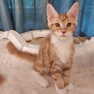 Gabos Maine Coon