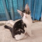 Gandalf-male-main-coon-cat-puppy-for-sale-1 (1)