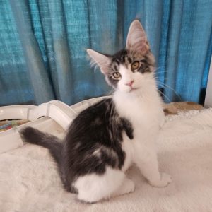 Gandalf Maine Coon