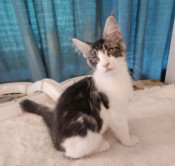 Gandalf Maine Coon