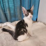 Gandalf-male-main-coon-cat-puppy-for-sale-1 (2)