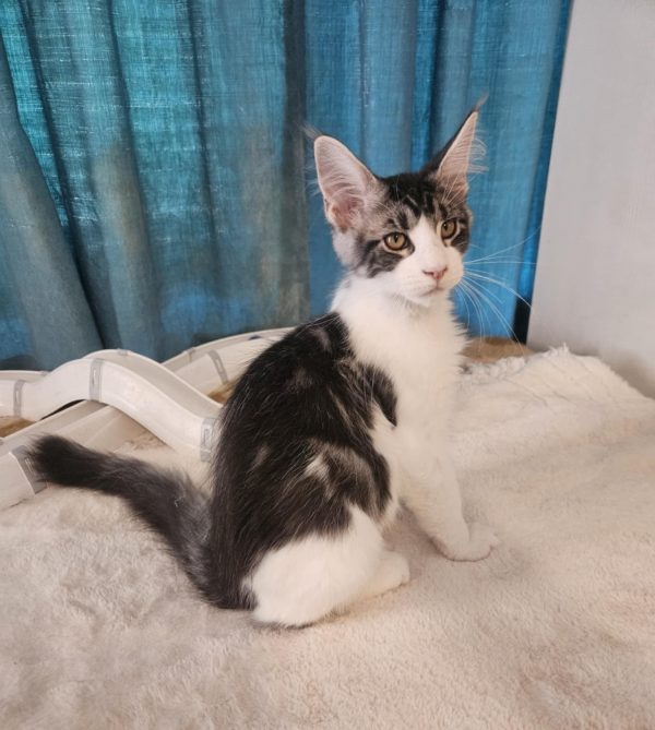 Gandalf Maine Coon